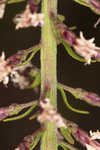 Slender blazing star